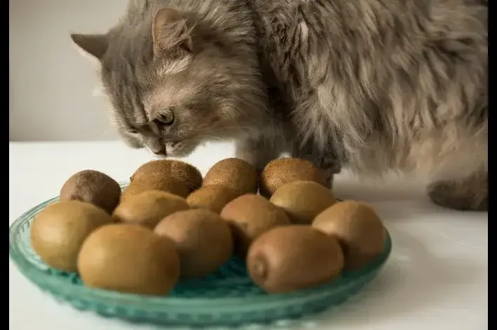 Gato pode comer kiwi?